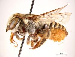 Megachile macularis f.jpg