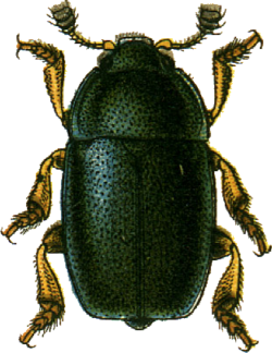 Meligethes viridescens Jacobson.png