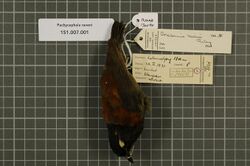 Naturalis Biodiversity Center - RMNH.AVES.130040 1 - Pachycephala raveni (Riley, 1918) - Pachycephalidae - bird skin specimen.jpeg