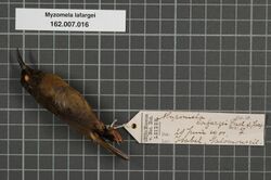 Naturalis Biodiversity Center - RMNH.AVES.133875 1 - Myzomela lafargei Pucheran, 1853 - Meliphagidae - bird skin specimen.jpeg