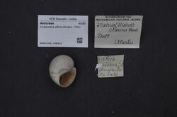Naturalis Biodiversity Center - RMNH.MOL.189422 - Cryptonatica affinis (Gmelin, 1791) - Naticidae - Mollusc shell.jpeg