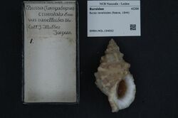 Naturalis Biodiversity Center - RMNH.MOL.194002 - Bursa ranelloides (Reeve, 1844) - Bursidae - Mollusc shell.jpeg