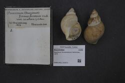 Naturalis Biodiversity Center - RMNH.MOL.202872 - Buccinum finmarkianum Verkrüzen, 1875 - Buccinidae - Mollusc shell.jpeg