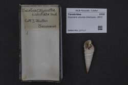 Naturalis Biodiversity Center - RMNH.MOL.227117 - Duplicaria ustulata (Deshayes, 1857) - Terebridae - Mollusc shell.jpeg
