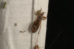 Oncocephalus sp. (32473793482).jpg