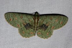 Ophthalmitis satoi (Geometridae Ennominae Boarmiini).jpg