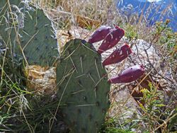 Opuntia macrorhiza.jpg