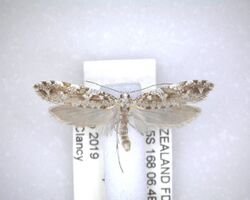 Orthenches dictyarcha NZAC04201487.jpg