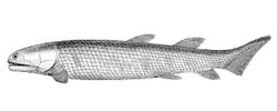 Osteolepis macrolepidotus Guide to the Gallery of Fishes.jpg