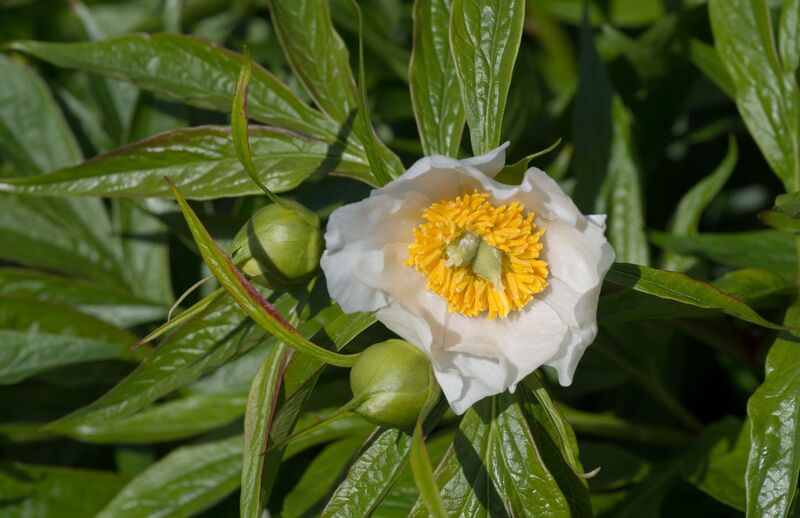File:Paeonia emodi - Kew Gardens.jpg