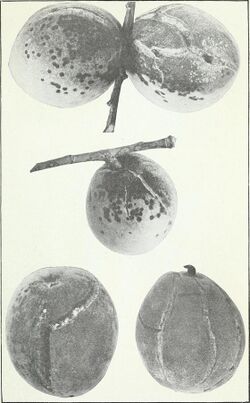 Peach scab and its control (1917) (14775998684).jpg