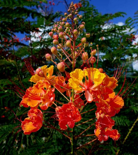 File:Peacock Flower or Pride-of-Barbados -- Caesalpinia pulcherrima.jpg