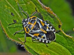 Pentatomidae - Eurydema ventralis-001.jpg