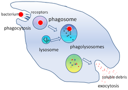 Phagocytosis2.png