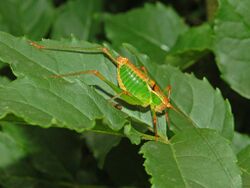 Phaneropteridae - Metaplastes pulchripennis-1.JPG