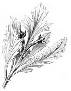 Phyllocladus aspleniifolius Haeckel.jpg
