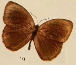 Pl.10-10-Mycalesis langi=Bicyclus angulosa (Butler, 1868).JPG