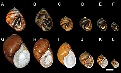 Pleuroceridae (10.3897-zookeys.697.14060) Figure 2.jpg