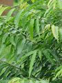 Polyalthia longifolia - Kolkata 2004-07-13 01745.JPG