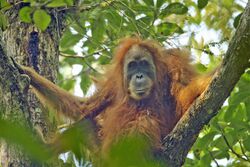 Pongo tapanuliensis female.jpg