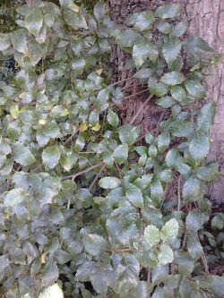 Possible Ulmus 'Myrtifolia'. Edinburgh (4).jpg