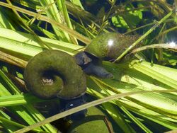 Posthornschnecke (Planorbarius corneus) 2011-05-12.jpg