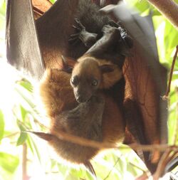 A female flying fox faces the camera with her wings slightly outstretched. A young flying fox clings to her abdomen, looking at the camera with its eyes open. The mother's eyes are closed and her face is next to her offspring's.