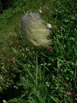 Pulsatilla occidentalis 20968.JPG