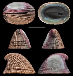 Puncturella (Granopsis) serraticosta (10.3897-afrinvertebr.61.51989) Figure 14.jpg