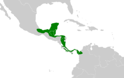 Pyrilia haematotis map.svg