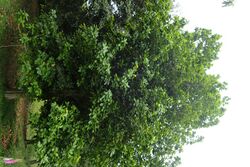 Quercus insignis kz05.jpg