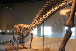 Rapetosaurus at FMNH.jpg