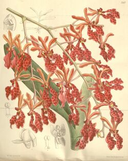 Renanthera storiei.jpg