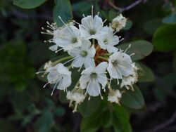 Rhododendron columbianum.jpg