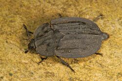 Ridged Carrion Beetle - Oiceoptoma inaequale, Leesylvania State Park, Woodbridge, Virginia - 16754306898.jpg