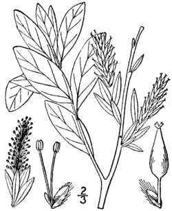 Salix pedicellaris BB-1913.png