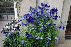 Salpiglossis sinuata 'Kew Blue' - Longwood Gardens - DSC01082.JPG