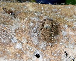 Salticidae, Aelurillus species - Flickr - gailhampshire.jpg