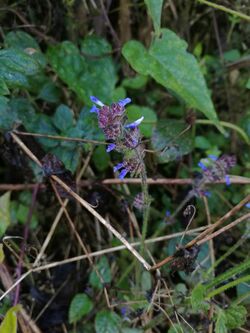 Salvia lasiocephala.jpg