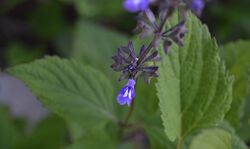 Salvia urticifolia.jpg