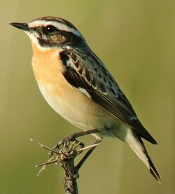 Saxicola rubetra -Belgium -male-8-cropped.jpeg