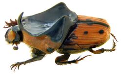 Scaptodera (=Liatongus) rhadamistus (Fabricius, 1775) (4050095301).jpg