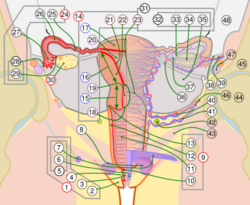 Scheme female reproductive system-number-full-cropped.svg