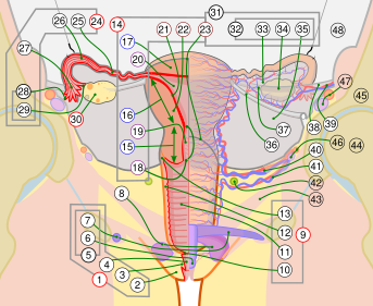 File:Scheme female reproductive system-number-full-cropped.svg