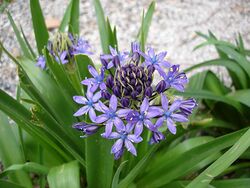 Scilla peruviana2.jpg