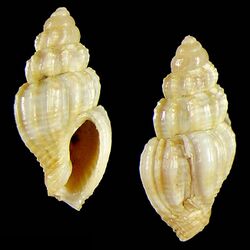 Seashell Antillophos monsecourorum.jpg