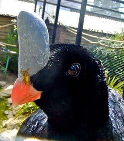 Southern Helmeted Curassow.jpg