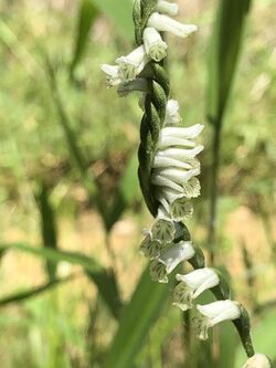 Spiranthes praecox 72316174.jpg