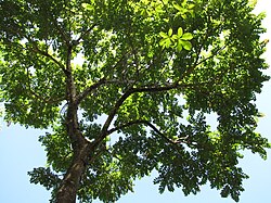 Starr-110330-4093-Dalbergia retusa-canopy-Garden of Eden Keanae-Maui (25054880866).jpg