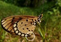 Tawny Coster female Showing sphragis.jpg